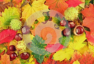 Colorful background made of autumn leaves and chestnuts
