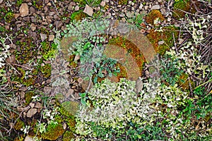 colorful background of moss, lichen, grass, fungus and small plants