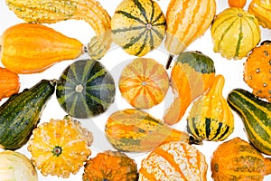 Colorful background of ornamental autumn gourds