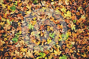 Colorful backround of fallen autumn leaves