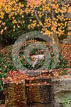 Colorful backround image of fallen autumn leaves