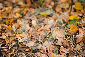 Colorful backround image of fallen autumn leaves perfect for seasonal use pattern