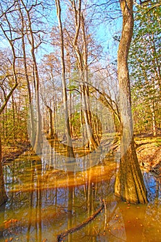 Colorful Backwater Forest