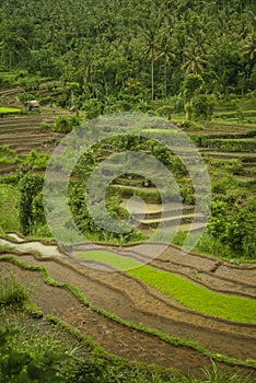 Colorful Bali Rice Terraces