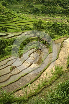 Colorful Bali Rice Terraces