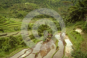 Colorful Bali Rice Terraces