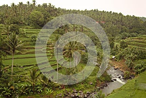 Colorful Bali Rice Terraces