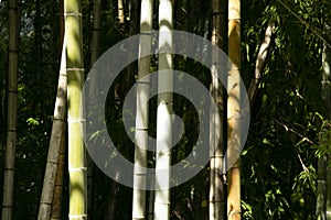 Colorful bamboo forest on the Nakasendo route in the Kiso Valley in Japan.