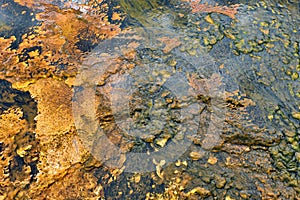 Colorful bands of thermophilic bacteria in Yellowstone National Park