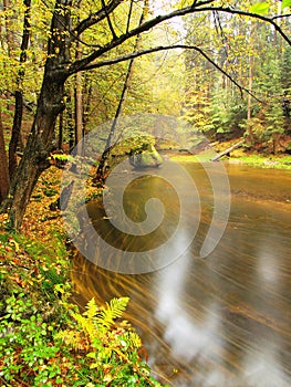 Colorful bank of autumn river covered by orange beech leaves. Fresh green leaves on branches above water make colorful refle