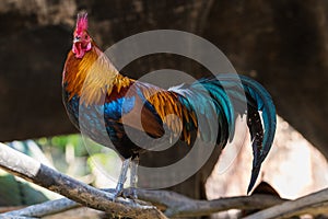 Colorful Bantam rooster stading on a perch