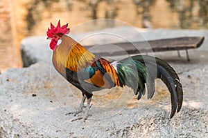 Colorful Bantam rooster stading on a rock