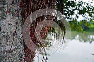 Colorful banyan tree creeper falling to the ground. Closeup of a banian tree and creepers in natural background