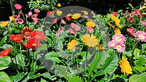 Colorful Barberton daisy flowers and plants