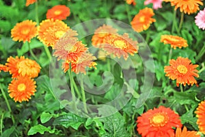 Colorful barberton daisy or gerbera flowers group blooming in garden , ornamental nature background