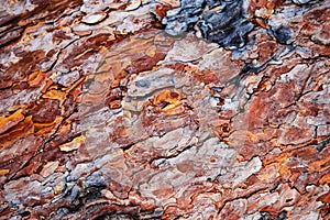 The colorful bark of the pine tree