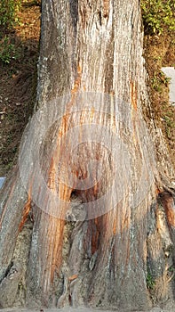 Colorful bark of a pine tree