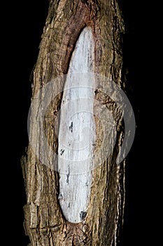 Colorful bark of weathered wound on tree