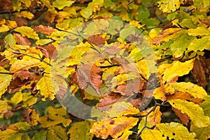 Colorful beach leaves in autumn forest