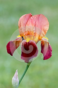 Colorful Bearded Iris Flower