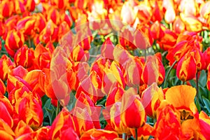 Colorful beautiful blooming red tulip at Lisse Holland Netherlands