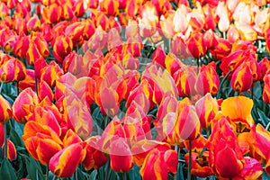 Colorful beautiful blooming red tulip at Lisse Holland Netherlands