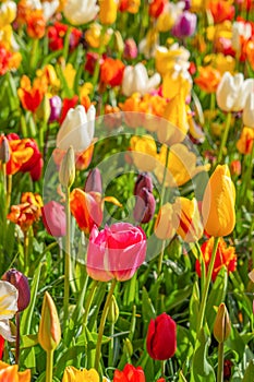 Colorful beautiful blooming red yellow tulip at Lisse Holland Netherlands