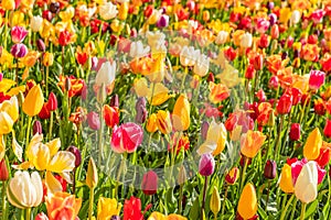 Colorful beautiful blooming red yellow tulip at Lisse Holland Netherlands