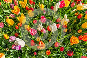 Colorful beautiful blooming red yellow white tulip at Lisse Holland Netherlands