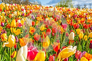 Colorful beautiful blooming red yellow white tulip at Lisse Holland Netherlands