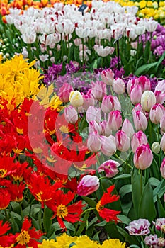 Colorful beautiful blooming tulip at Lisse Holland Netherlands