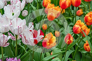 Colorful beautiful blooming tulip in Lisse Holland Netherlands, close up