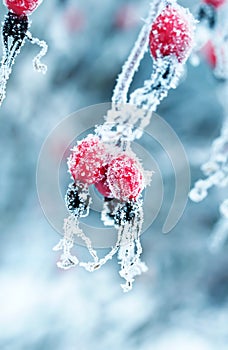 colorful beautiful branch with ripe red berries of wild rose covered with white frosty crystals of frost in the winter