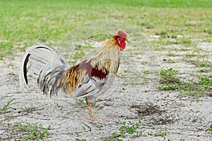 A colorful and beautiful or rooster bird moving free in nature on a field of the USF campus