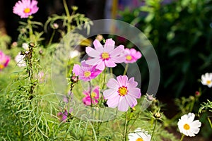 Colorful beautiful cosmos in the garden. Natural flowers  background