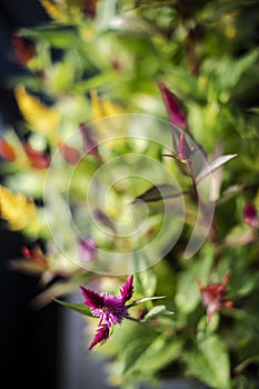 Colorful and beautiful feather amaranth celossia flower in bloom