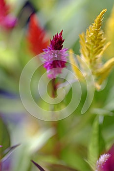 Colorful and beautiful feather amaranth celossia flower in bloom