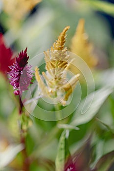 Colorful and beautiful feather amaranth celossia flower in bloom