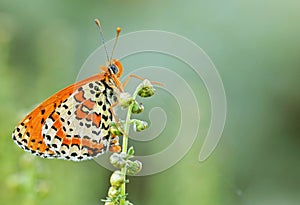The Fritillary butterfly on flower in romantic green background photo