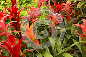 Colorful Guzmania Monostachia Rusby plants in the garden photo