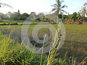 Small insect on the stook