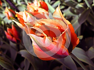 Colorful beautiful orange green tulip flower unusual shape like lily