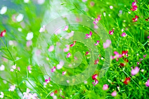 colorful beautiful pink gypsophila boutique flower in garden photo