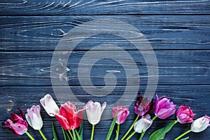 Colorful beautiful pink violet tulips on gray wooden table. Valentines, spring background. floral mock up. with copyspace