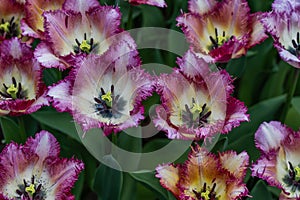 Colorful beautiful red purple blooming tulip in Lisse Holland Netherlands, close up