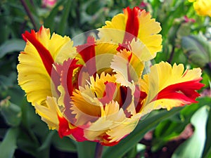 Colorful beautiful red yellow tulip flower of an unusual shape close-up