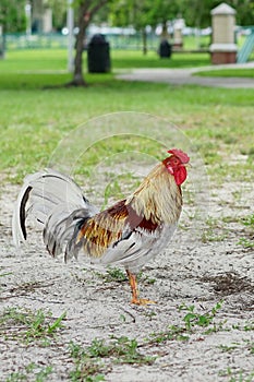 A colorful and beautiful or rooster bird moving free in nature on a field of the USF campus