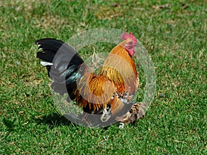 A colorful and beautiful rooster bird moving free in nature on a grass field