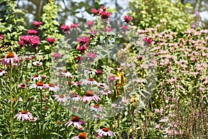 Colorful beautiful summer garden