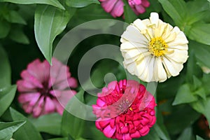 Colorful beautiful zinnia flower with natural green bokeh leaves flowers bouquet background in the morning spring time.